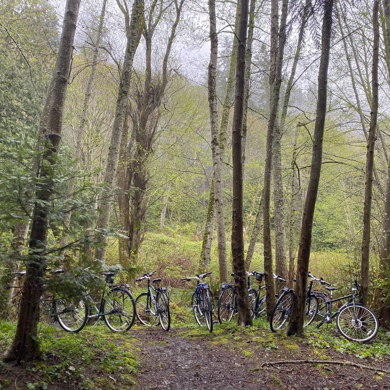 Bikes on a trail in the forest