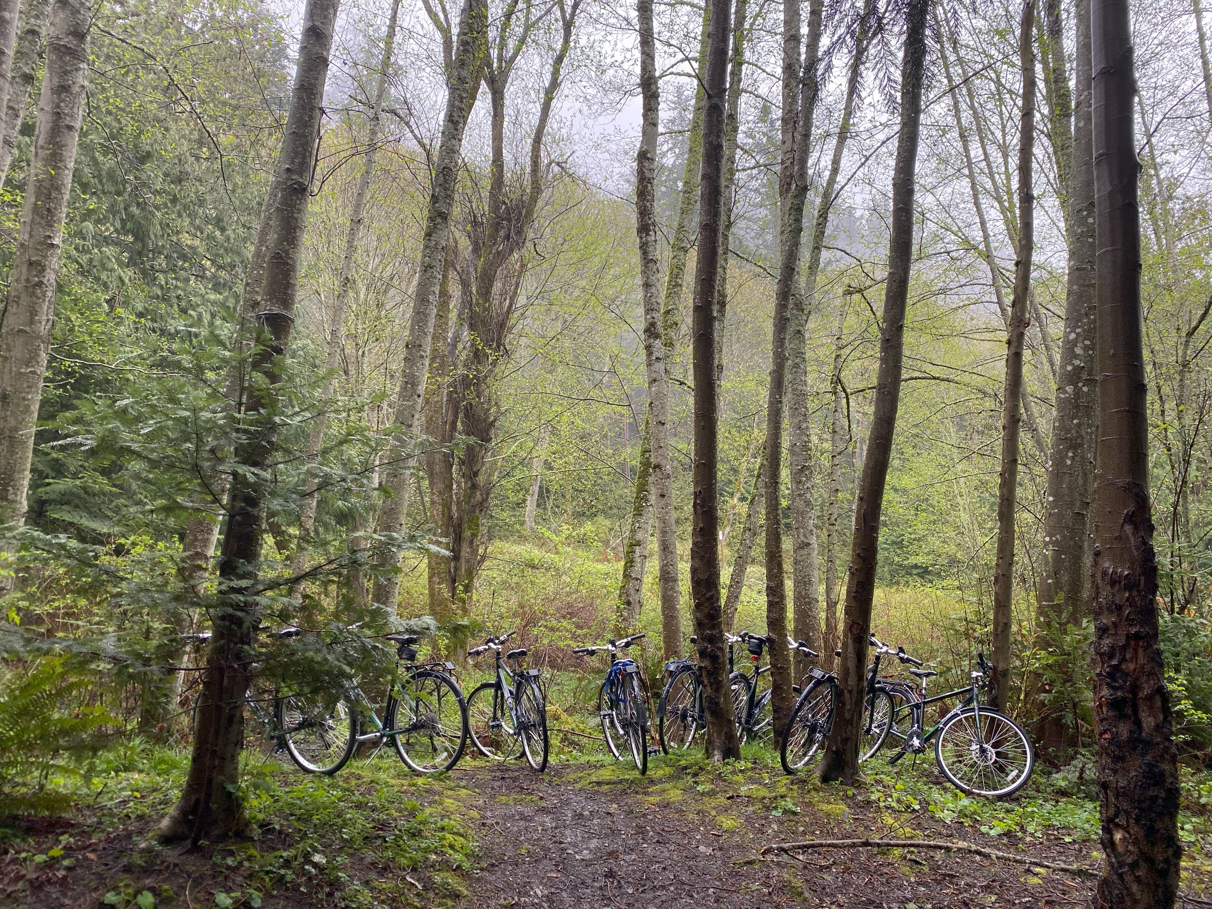 Bikes on a trail in the forest