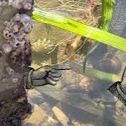 Tidepooling | WWU lowtide club