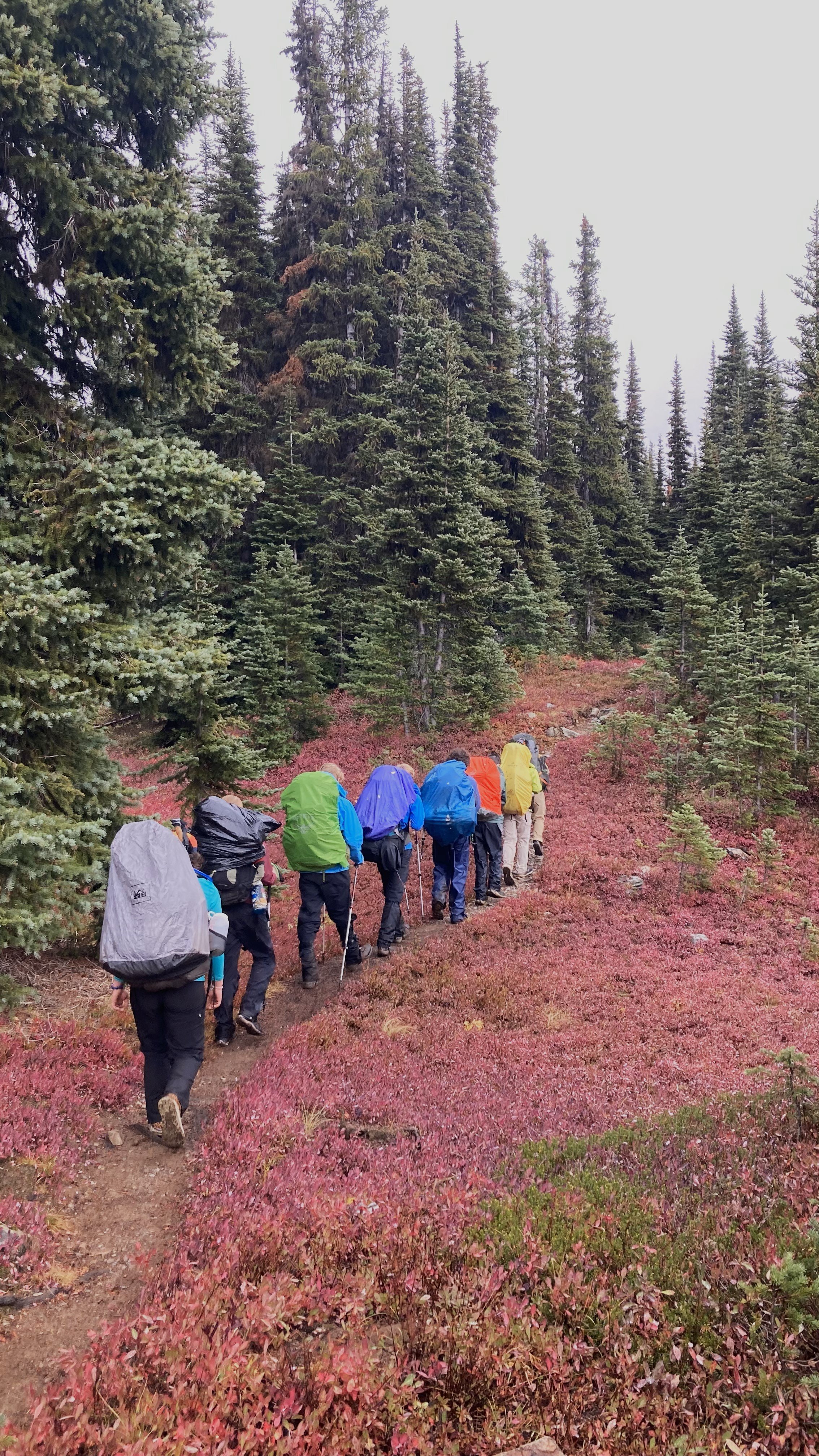 Walking through a field of red plants in the forest