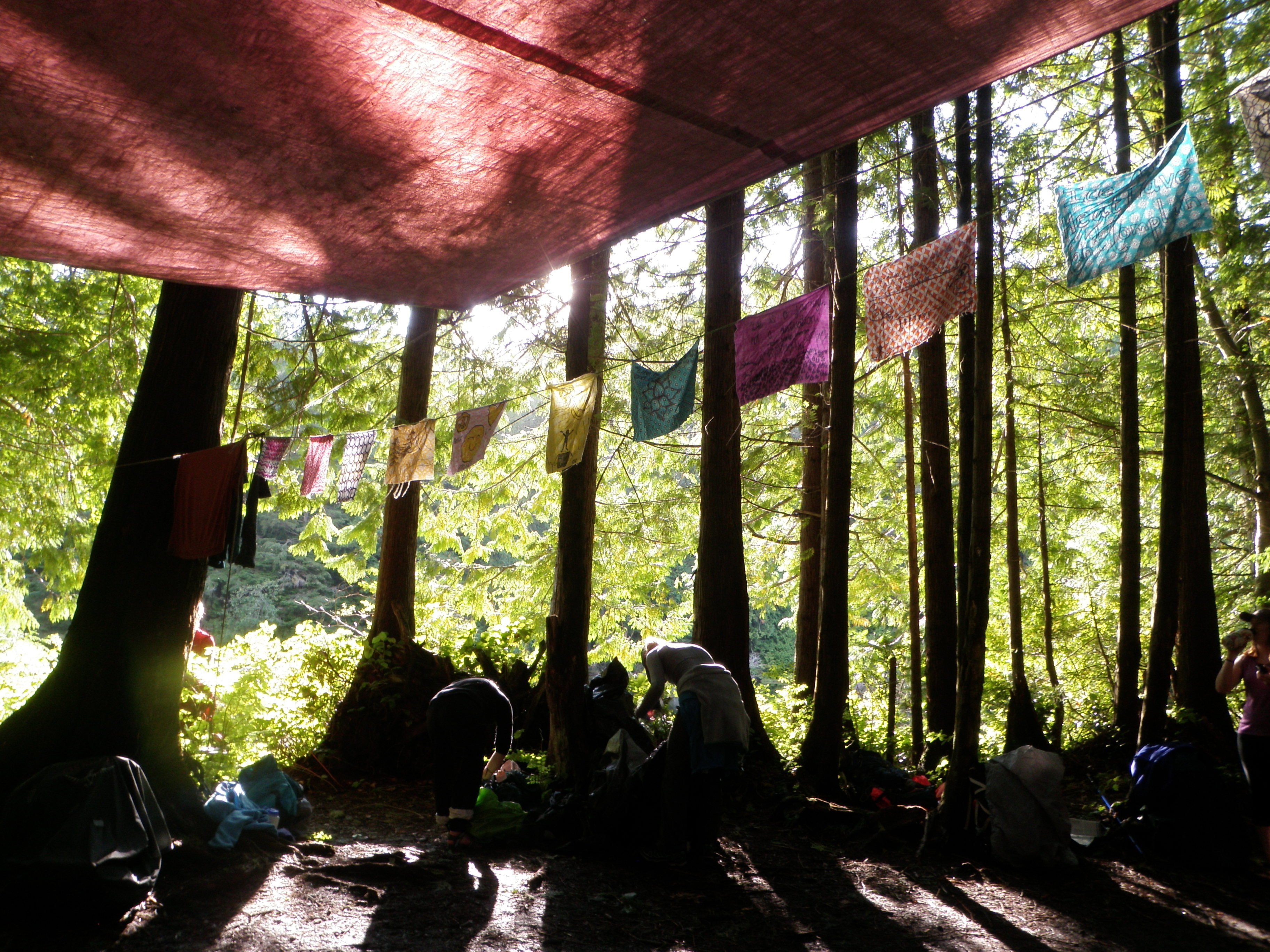 Canopy in the sunny forest