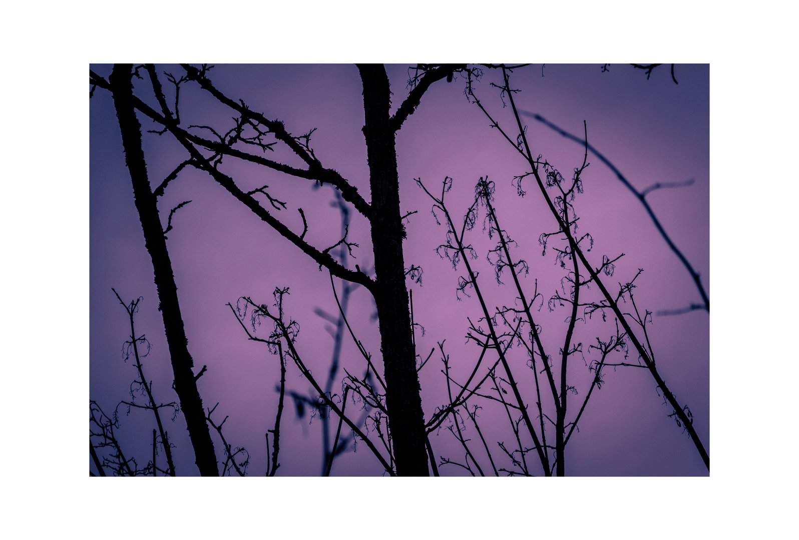 Photo of sparse branches in a dense and dark purple fog