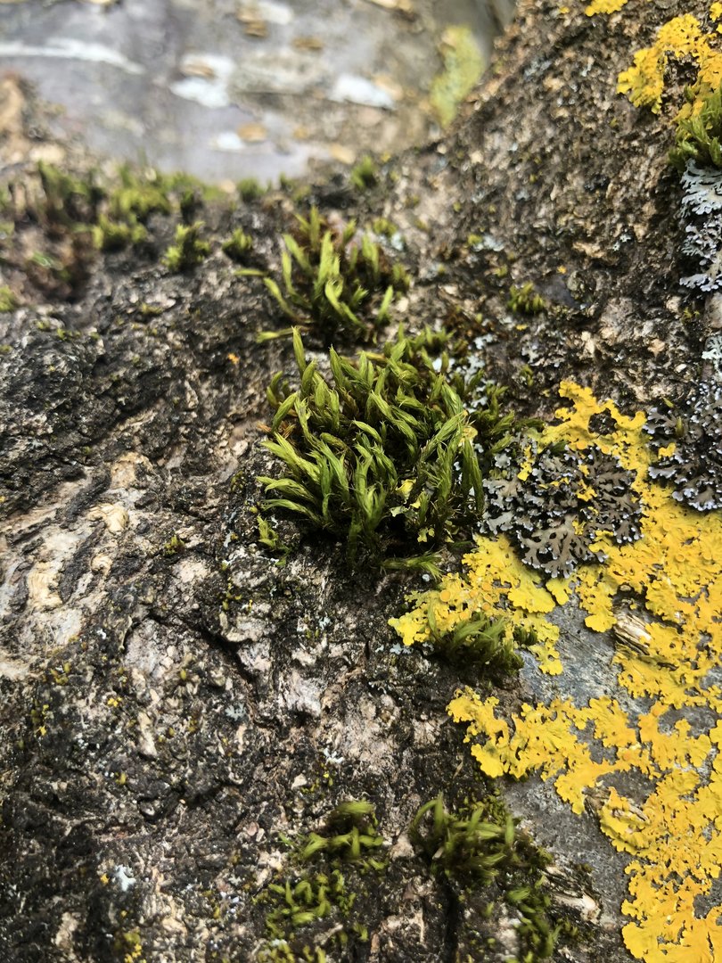 Closely shot photo of dry moss