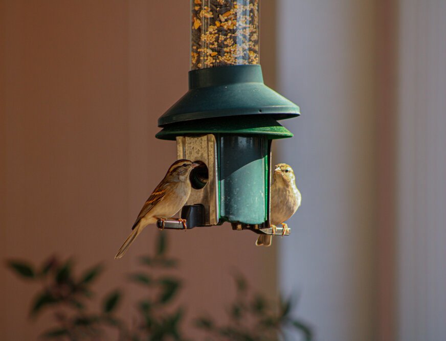 Photo of two finches sitting on either side of a bird feeder