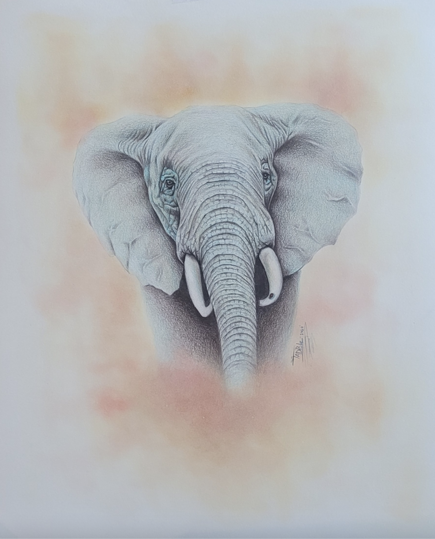 Color pencil drawing of an elephant's face in a rosy background