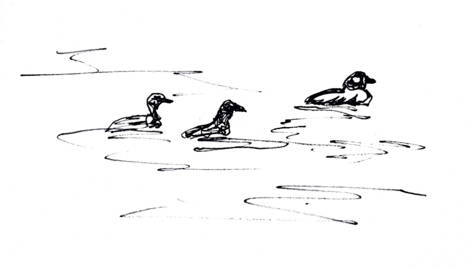 Three birds in water in black on white systems5.jpg